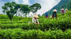 「食品认证」茶叶生产许可证办理应该满足什么条件